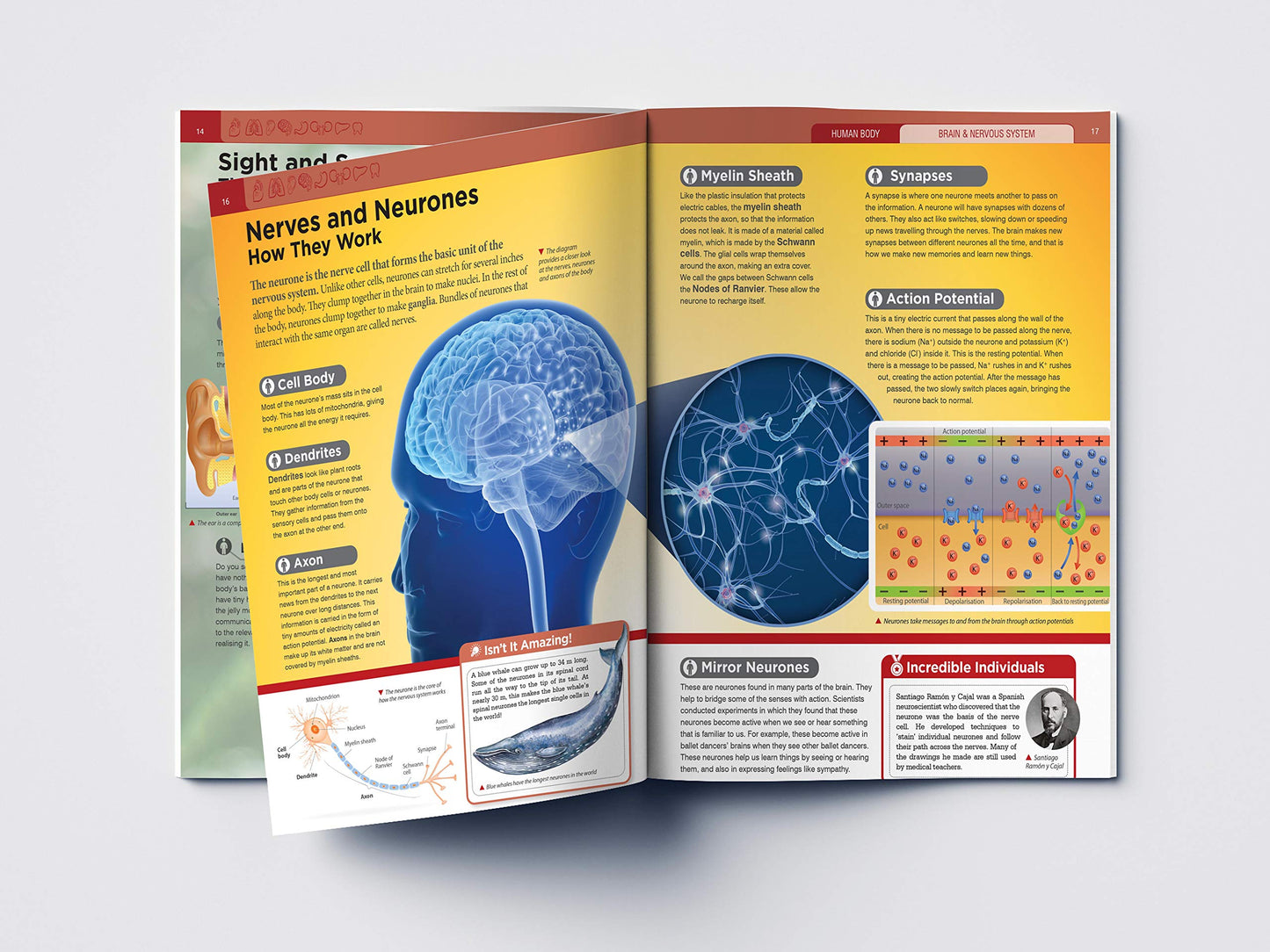 Human Body - Brain And Nervous System: Knowledge Encyclopedia For Children