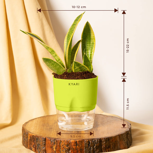 Kyari.Co Kyari Sansevieria Futura Superba Snake Plant With Self Watering Pot For Home & Office Decor