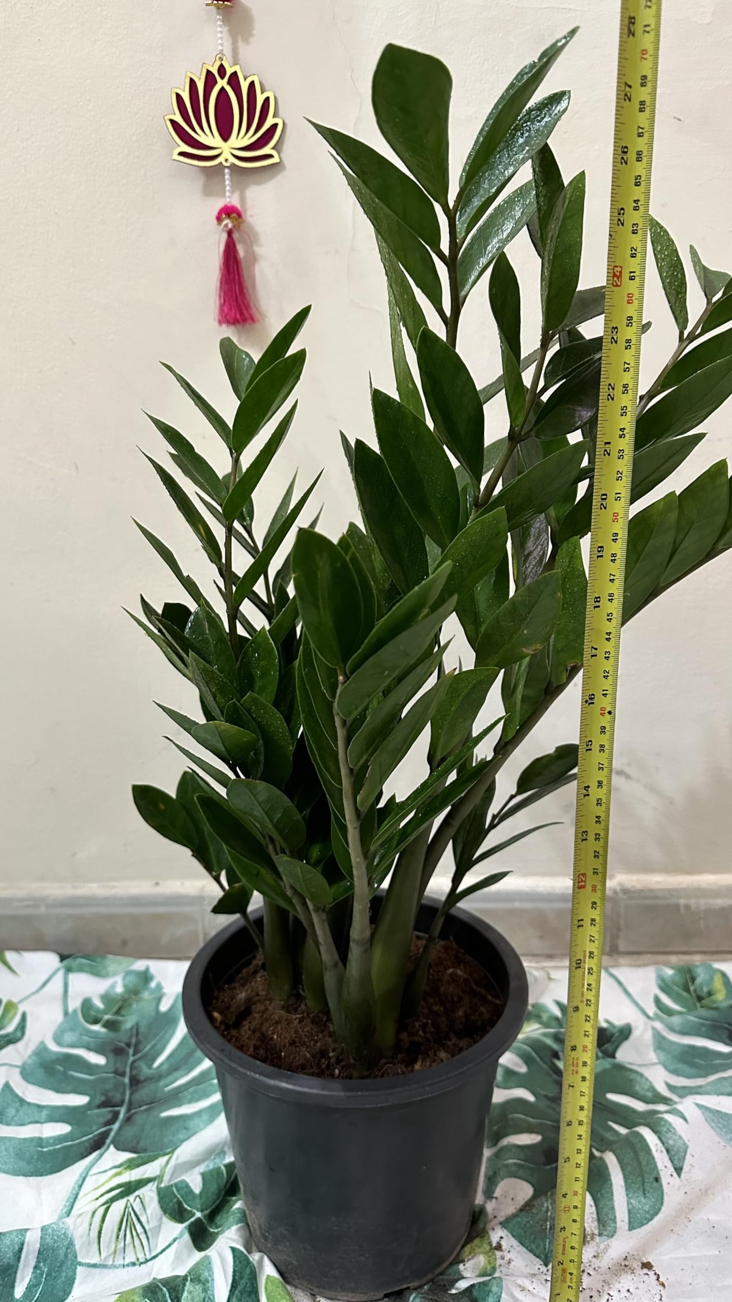 ZZ Plant live ZUZU Indoor Plant (70cm) Zamioculcas Zamiifolia