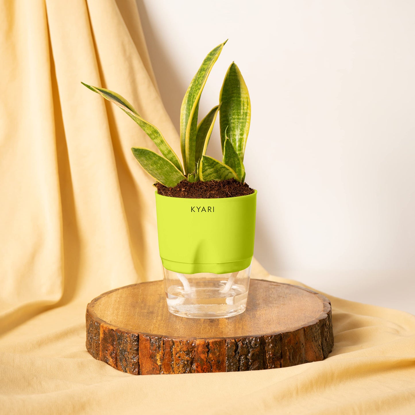 Kyari.Co Kyari Sansevieria Futura Superba Snake Plant With Self Watering Pot For Home & Office Decor