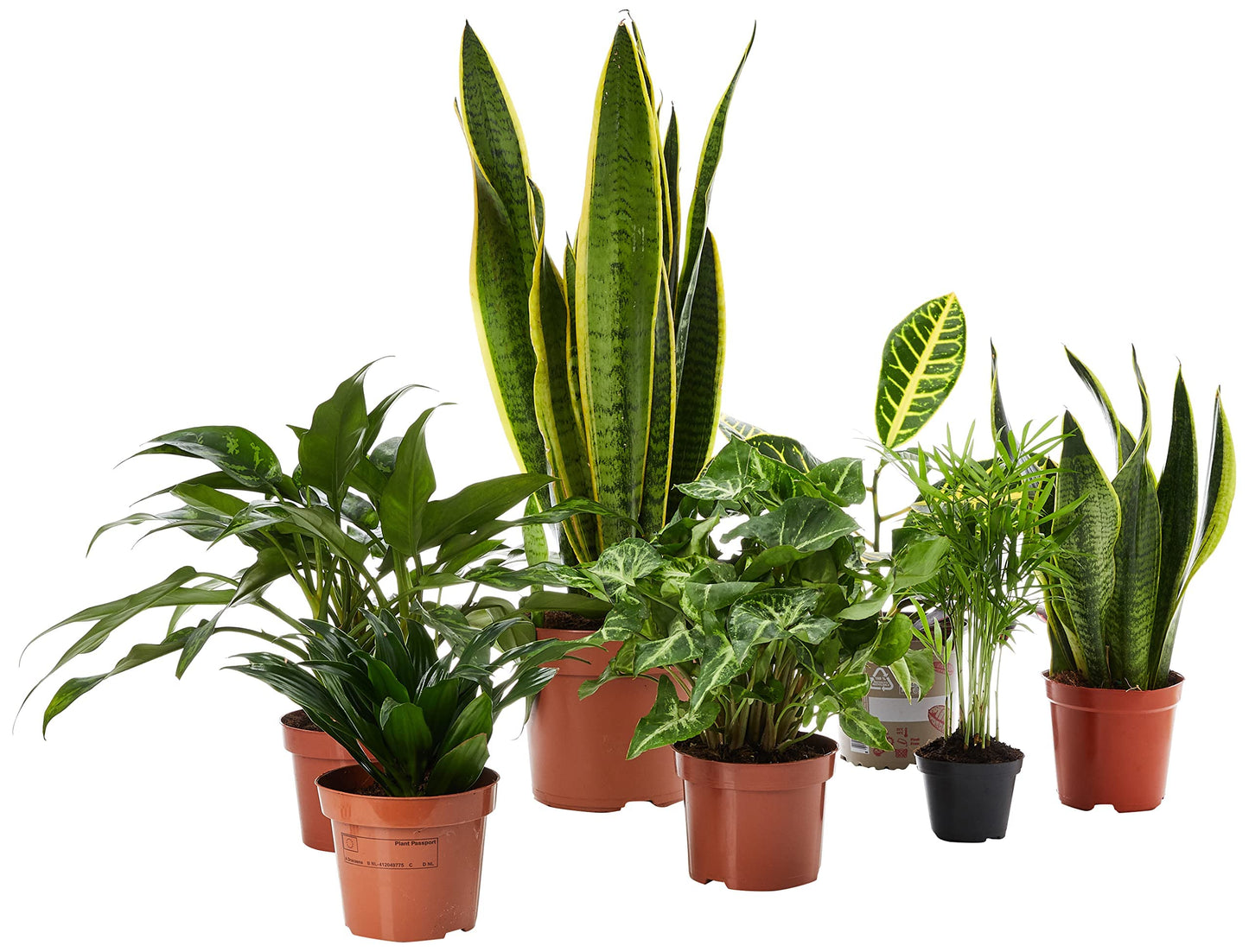 FnP Beautiful Indoor Plants 7-Piece Set