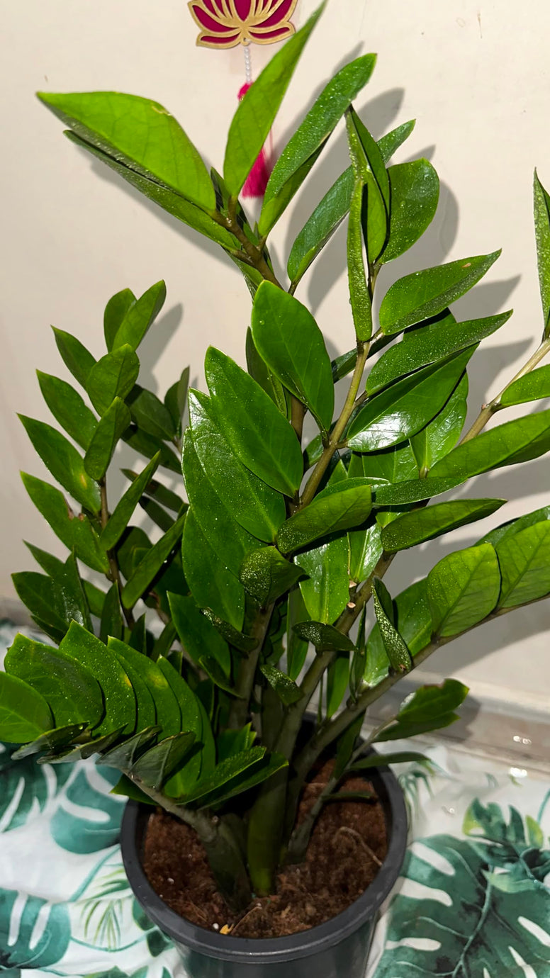 ZZ Plant live ZUZU Indoor Plant (70cm) Zamioculcas Zamiifolia