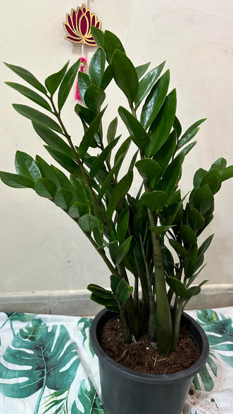 ZZ Plant live ZUZU Indoor Plant (70cm) Zamioculcas Zamiifolia
