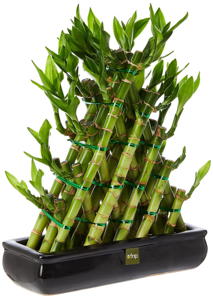 FnP Triangle Lucky Bamboo Plant, Green