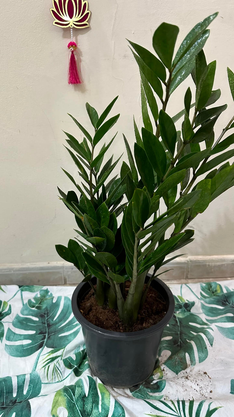 ZZ Plant live ZUZU Indoor Plant (70cm) Zamioculcas Zamiifolia