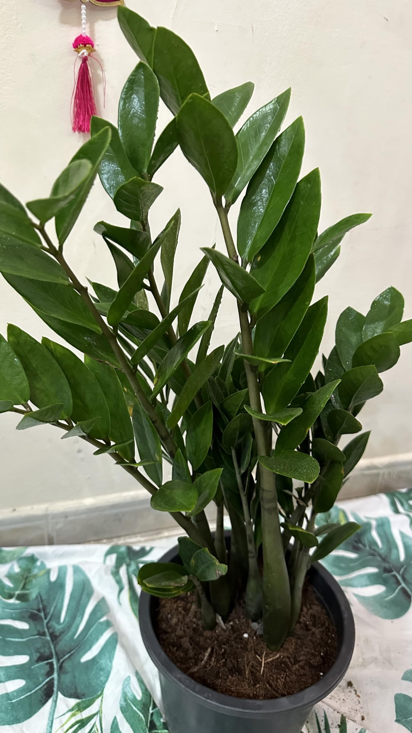 ZZ Plant live ZUZU Indoor Plant (70cm) Zamioculcas Zamiifolia