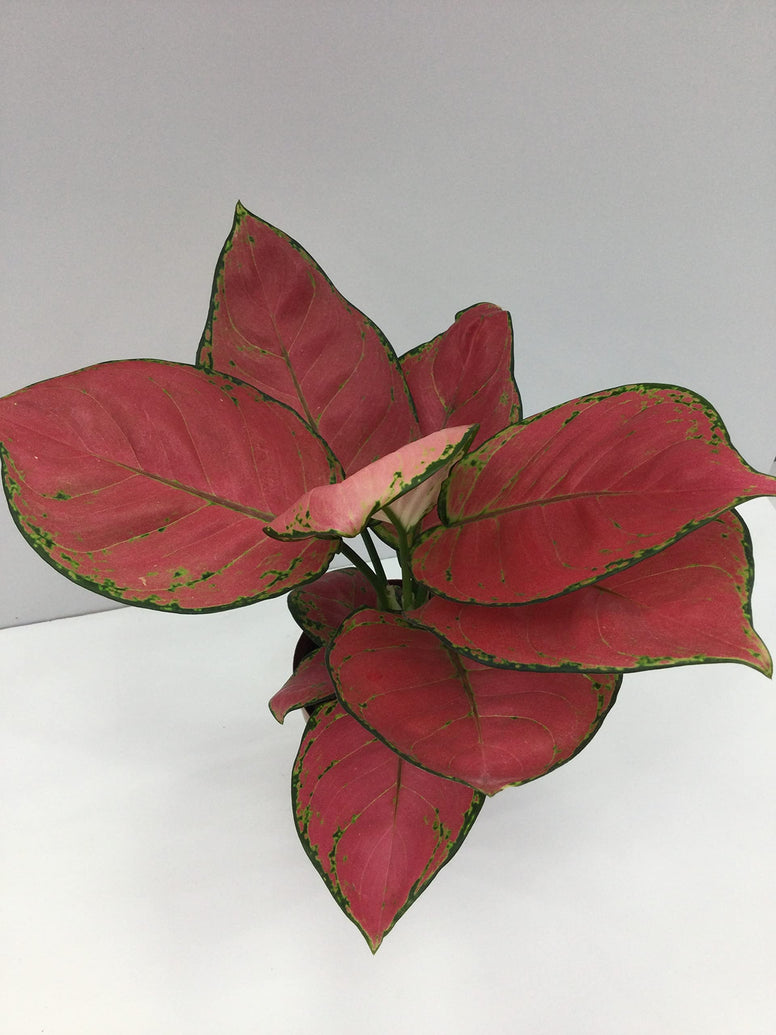 Aglaonema Red Anjamani Aglaonema Pink air purifier indoor plant live 25-35 CM Chinese Ever green natural house plant
