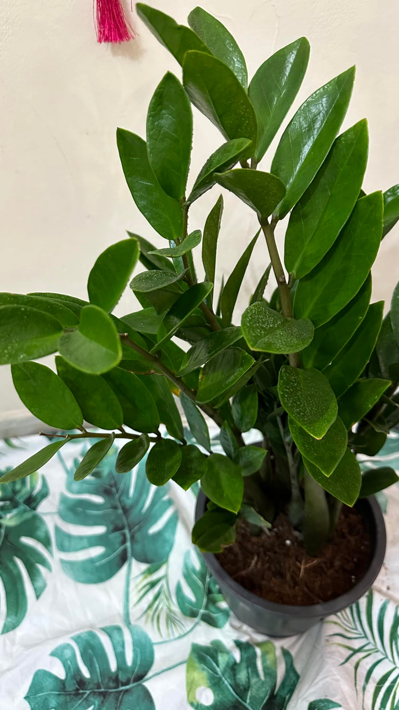 ZZ Plant live ZUZU Indoor Plant (70cm) Zamioculcas Zamiifolia