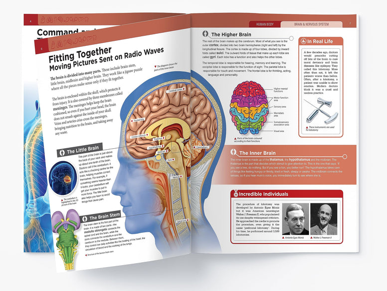 Human Body - Brain And Nervous System: Knowledge Encyclopedia For Children