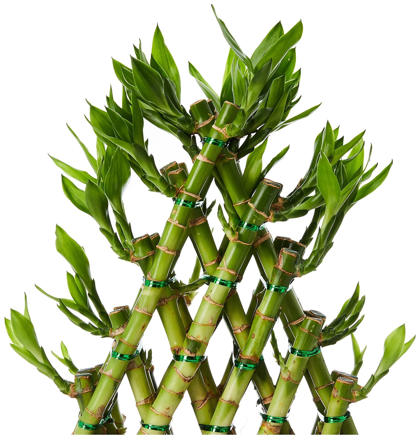 FnP Triangle Lucky Bamboo Plant, Green