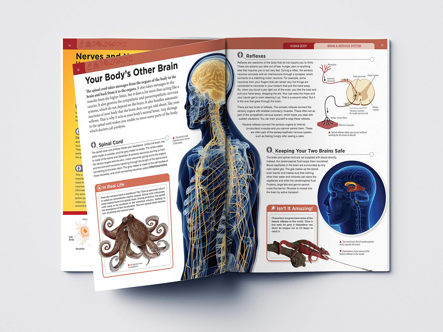 Human Body - Brain And Nervous System: Knowledge Encyclopedia For Children